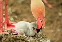  Fenicotteri rosa in Sardegna, una magia tutta da scoprire