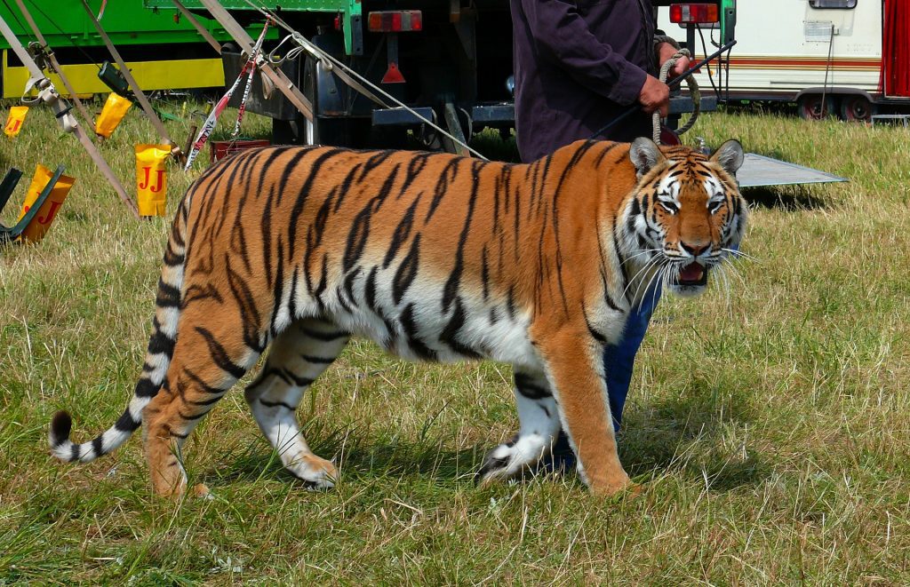 Tigre circo