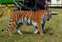  Divieto di botti e di circhi con animali, la proposta della giunta