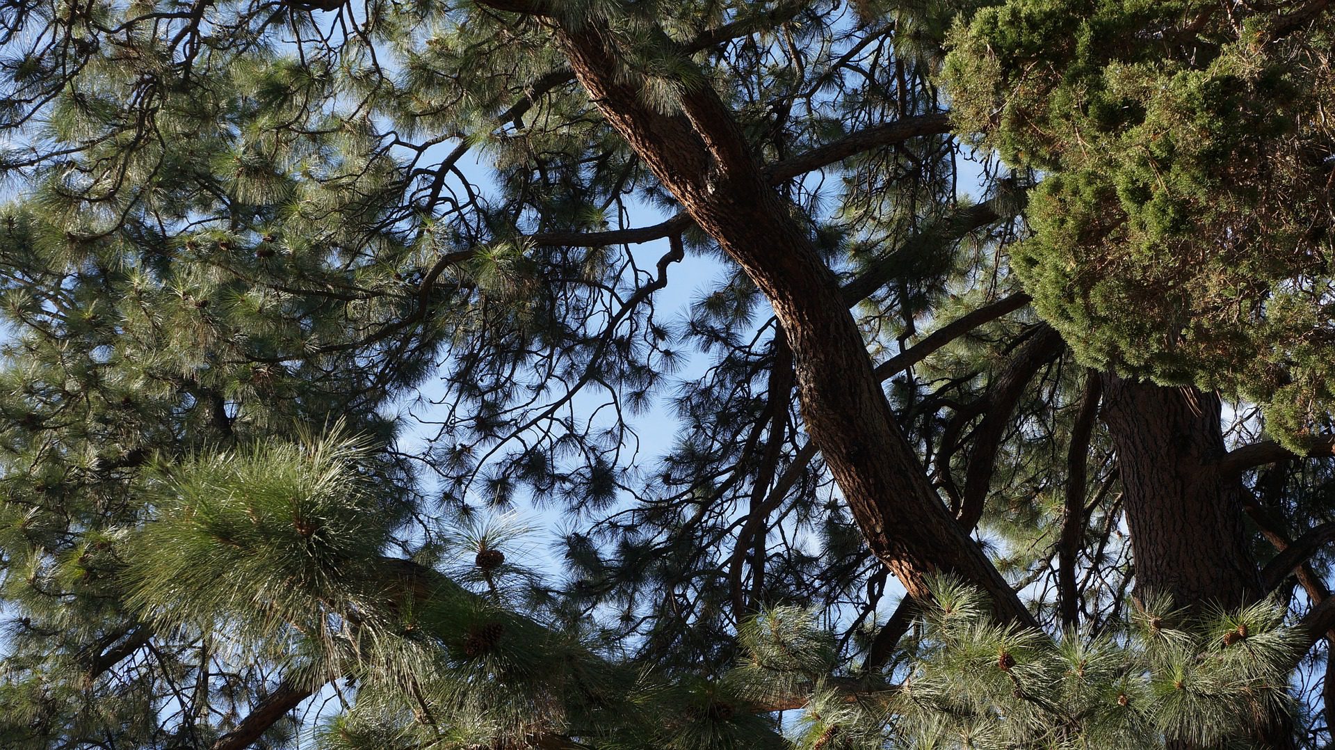  Dubbio sul taglio dei ginepri nella pineta di Platamona