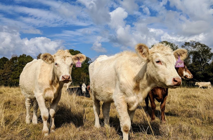  La Regione stanzierà 40 milioni di euro a favore delle aziende zootecniche