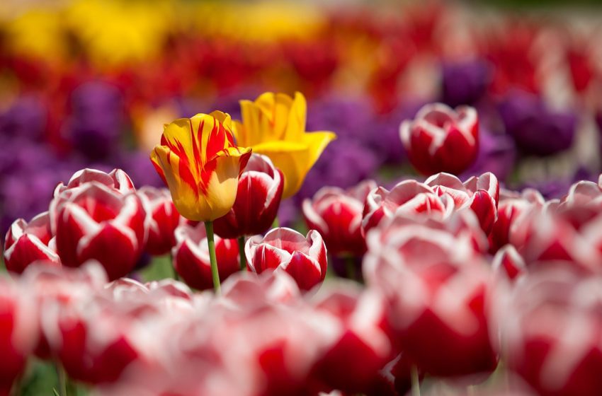  Sono sbocciati i tulipani a Turri: correte a vederli!