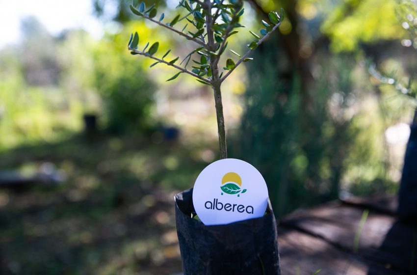  “Adotta un albero”: dalla Sardegna un progetto per riforestare le zone del Mediterraneo