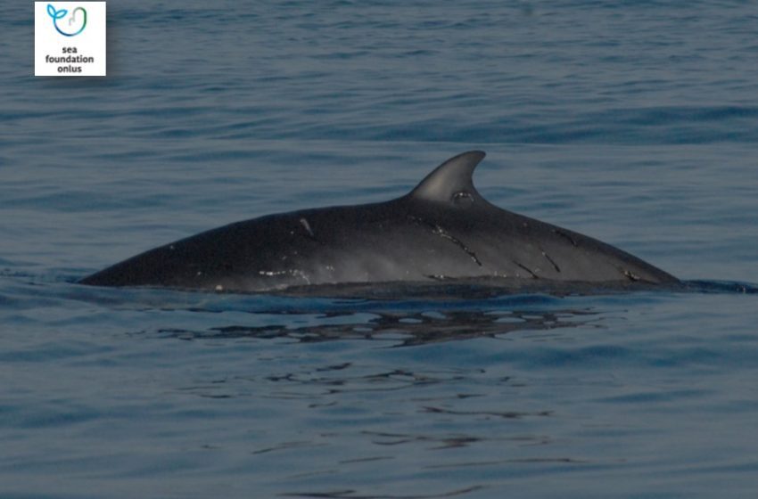  La Balenottera Minore arriva a Cala Gonone