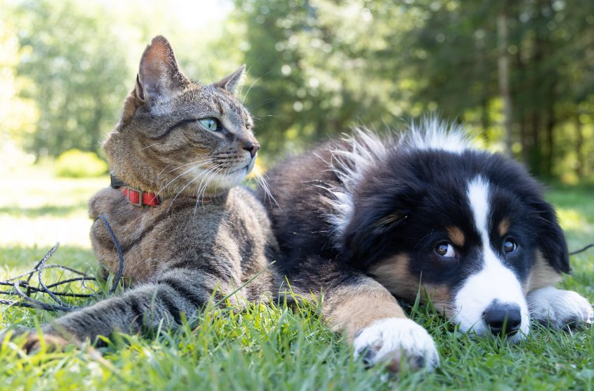  Bonus animali domestici: per richiederlo non serve l’ISEE