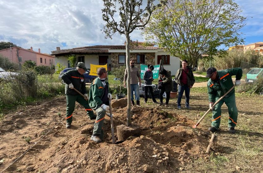  Telti è fra i vincitori del progetto “Insieme piantiamo Alberi”, seminati 200 alberi