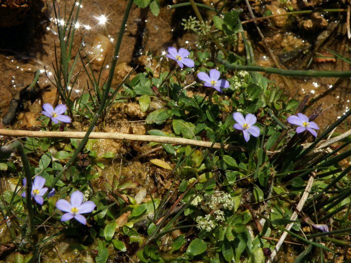  Sardegna | Una nuova specie vegetale individuata nel’isola