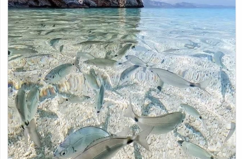  Cala Mariolu spacciata per Corfù: scoppia il caso a Baunei