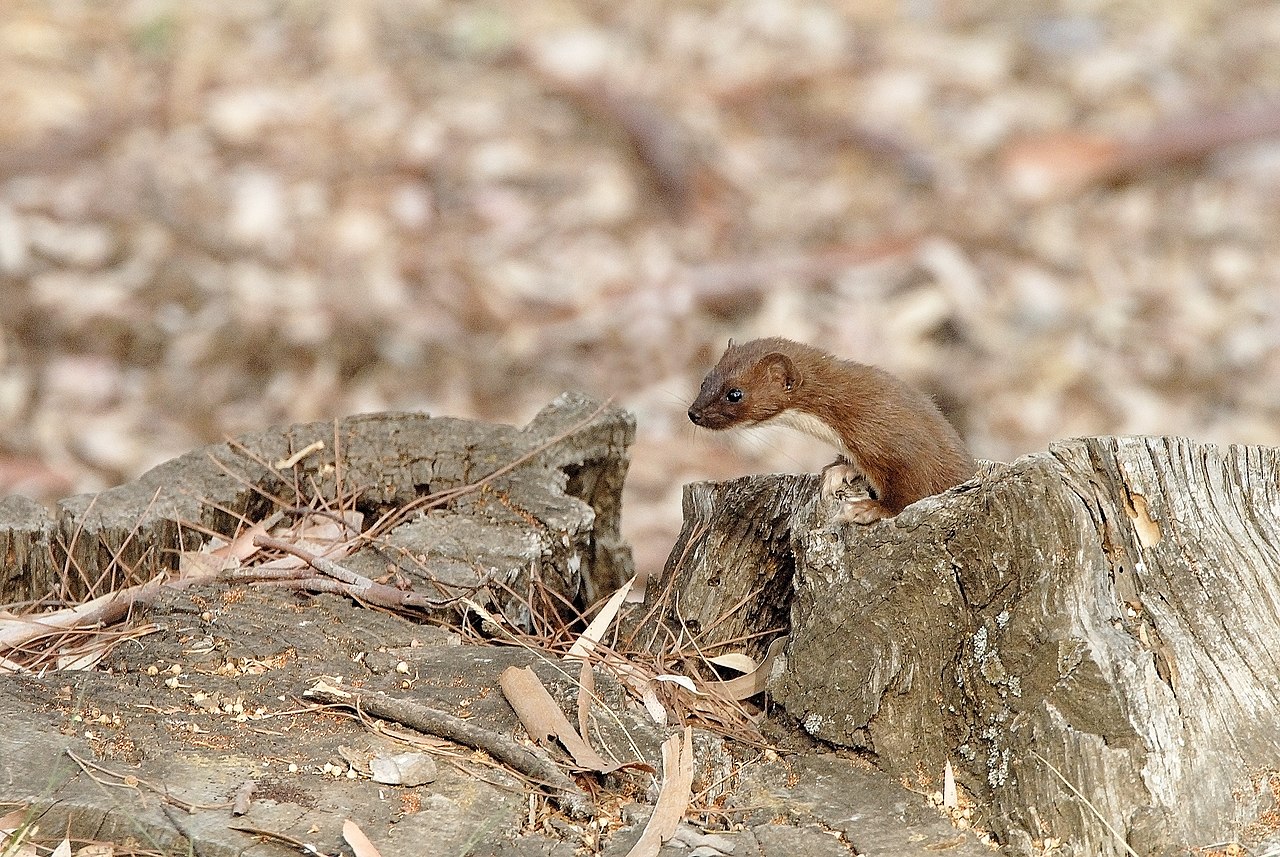 Donnola Mustela nivalis boccamela