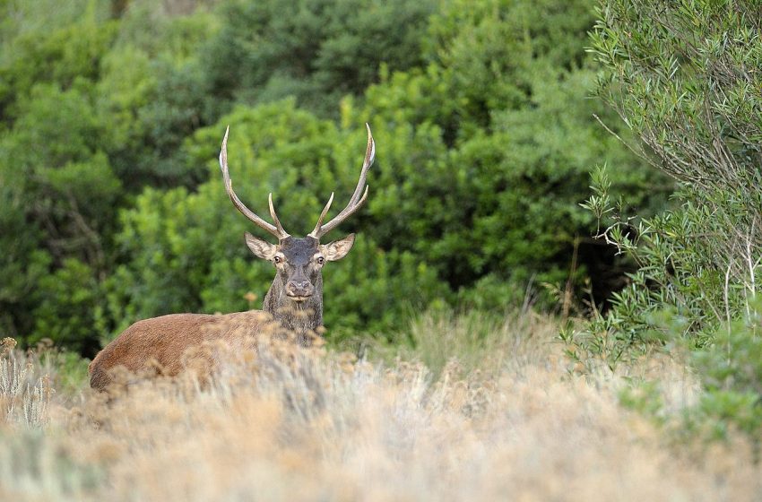  WWF, sapevi che nella nostra isola c’è l’Oasi più grande d’Italia?