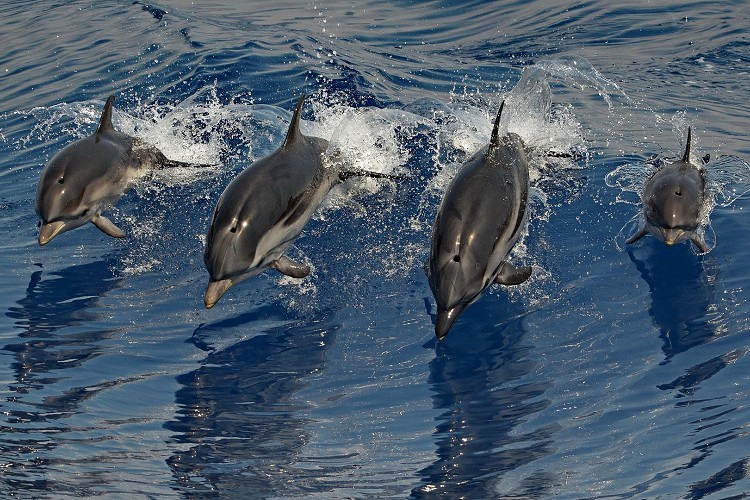  Sassari – Il Comune partner per la IV volta della Carta Pelagos