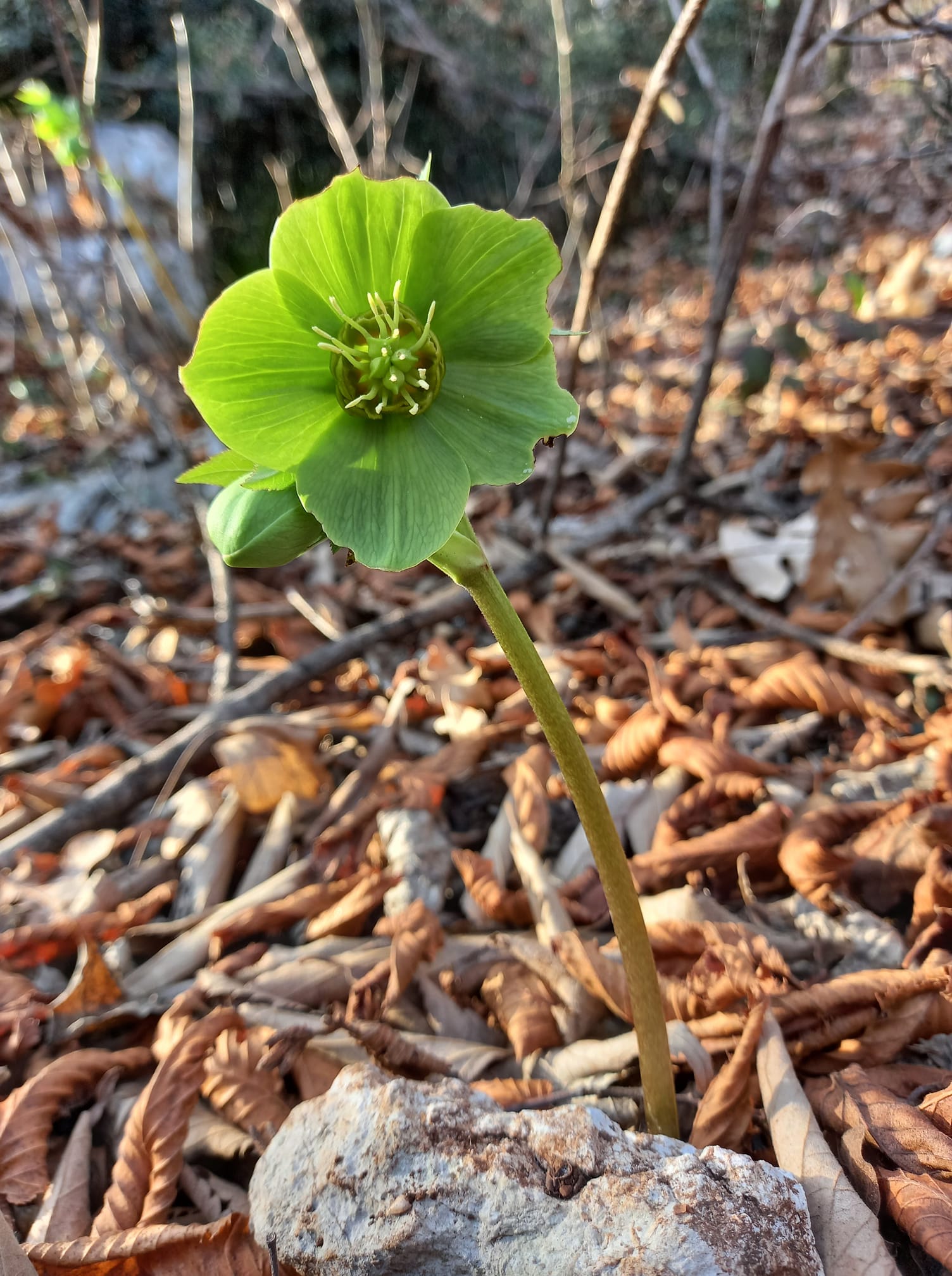 Ellèboro (Helleborus) la pianta delle streghe