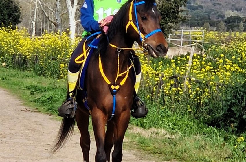  Endurance: Mattera, Pintore e Sanna i vincitori della 1^ tappa Coppa Sardegna-Circuito Asvi